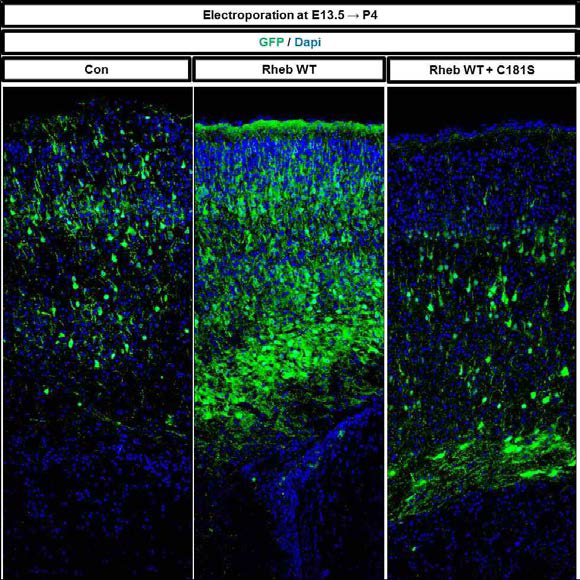 E13.5 시기에 Rheb 와 Rheb C181S 유전자를 발현 후 P4에 회복 확인