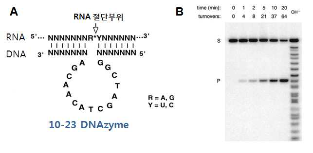 DNAzyme의 구조와 기질 RNA 절단 활성