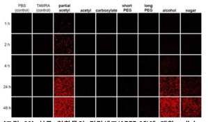 신규 화합물의 망막세포(ARPE-19)에 대한 cellular uptake profile 결과
