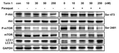 Torin1을 이용한 phospho=mTOR 발현 억제와 autophagy 증가 확인