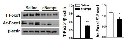 eNampt 투여에 의한 시상하부 acetylated Foxo1과 total Foxo1 단백양의 변화