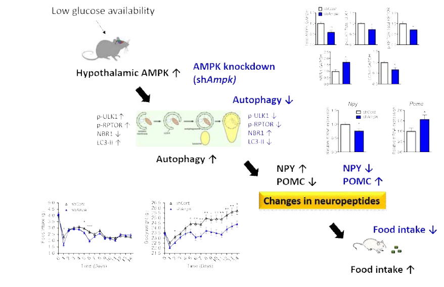 시상하부에서 자가포식작용을 조절하는 AMPK의 분자생화학적 기전연구