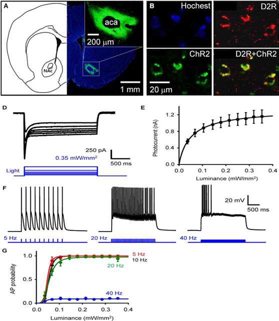 중격의지핵의 D2R 발현 신경 세포에서의 ChR2 발현과 광유전학을 통한 중격의지핵의 D2R 발현 신경세포 특이적인 활성화