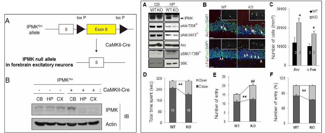 흥분성 뉴런 IPMK 녹아웃 생쥐에서의 Akt-mTOR 신호전달저해 및 긴장성 완화행동검출