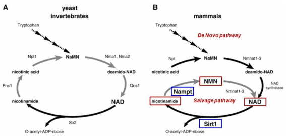 NAD biosynthetic pathways in yeast and mammals