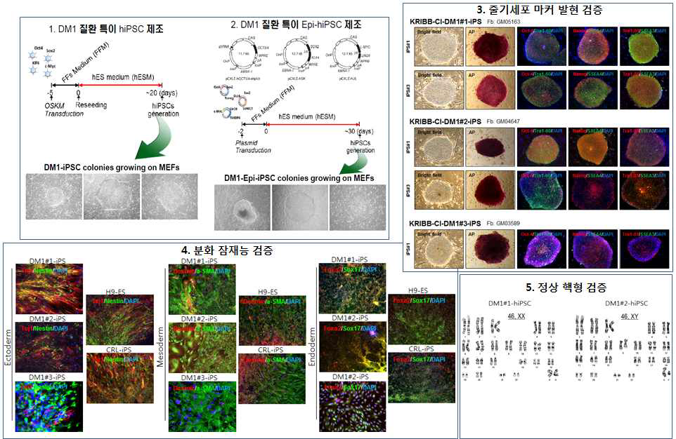 DM1-hiPSC 제조 및 줄기세포주 특성 확인 요약