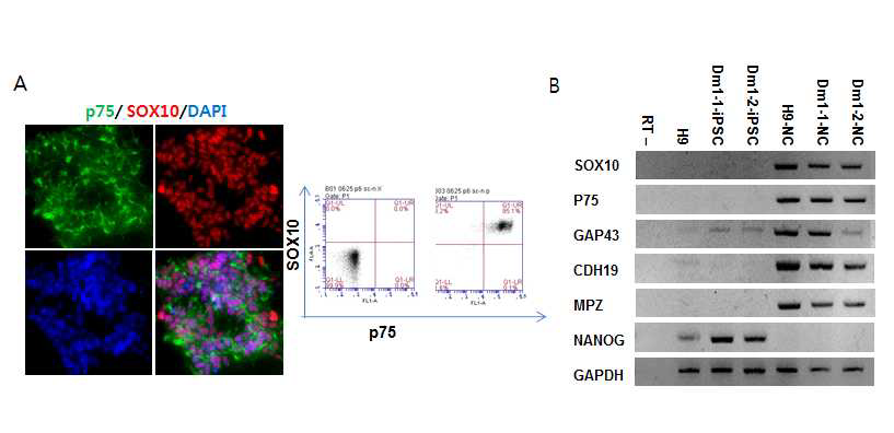 DM1-특이 신경능선세포 특이 마커 양성 세포군 분리(A), DM1-특이 신경능선세포의 분화 표지 마커 확인(B)