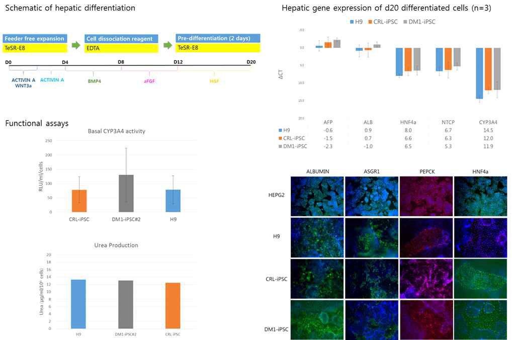 DM1-hiPSC의 hepatocyte-like cell 분화