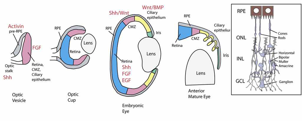 척추동물 망막신경줄기세포와 분화된 망막신경세포의 분포 및 외부 조절인자들의 분포도.