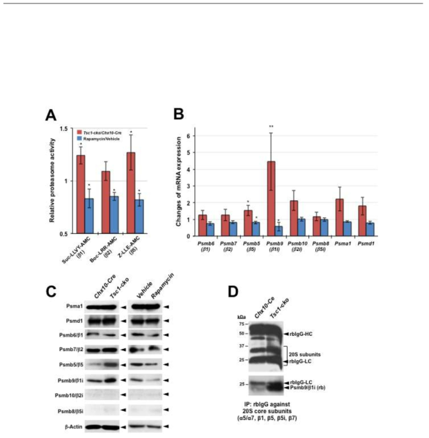 mTORC1 활성 변화에 따른 proteasome 구성 인자 발현 변화 관찰.