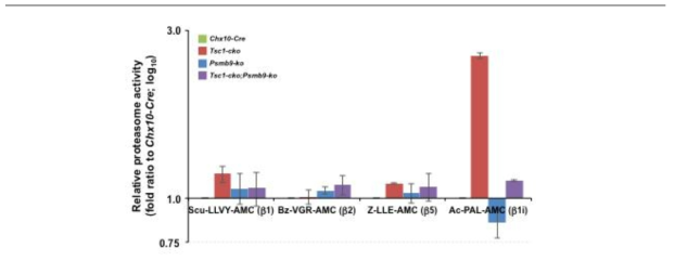 Psmb9-ko;Tsc1-cko 생쥐 망막에서 proteasome 활성 조사.