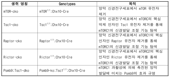 본 연구를 위해 제작 사용된 생쥐 모델 정보