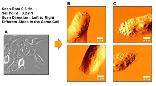 AFM을 이용한 MCF10A Live Imaging
