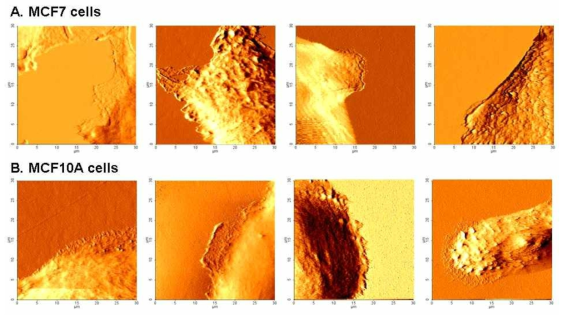 AFM live imaging을 통해 본 여러 형태의 세포 경계면의 미세구조