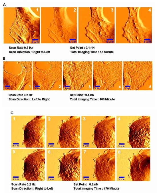 동일한 MCF7 세포에 대한 AFM 연속촬영(30 X 30 ㎛ 영역)