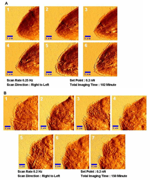 동일한 MCF10A 세포에 대한 AFM 연속촬영(30 X 30 ㎛ 영역)