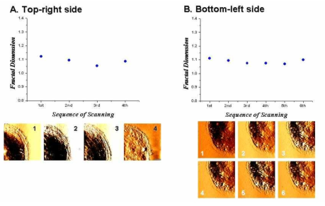 동일한 MCF10A 세포의 서로 다른 영역에서 연속촬영(30 X 30 ㎛영역)을 통해 계산된 프랙탈 차원