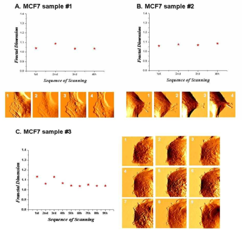 MCF7 세포의 연속 촬영(30 X 30 ㎛ 영역) 이미지에서 계산된 프랙탈 차원