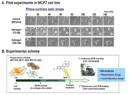 유방암 세포주에 대한 Estrogen 처리 실험의 개요