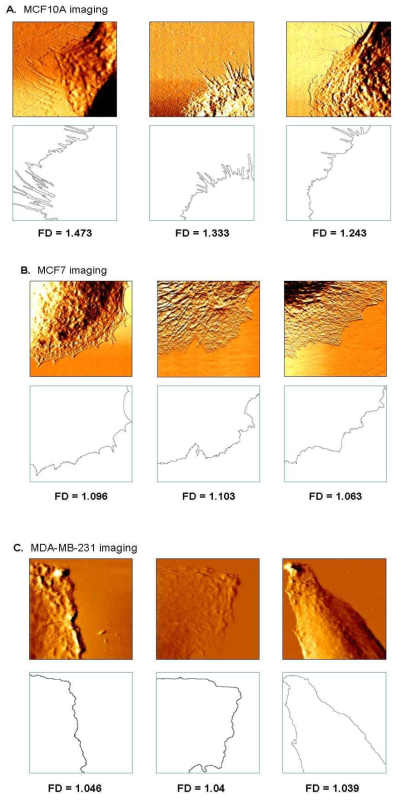 정상세포와 유방암 세포주들의 AFM 이미지에서 추출된 프랙탈 차원