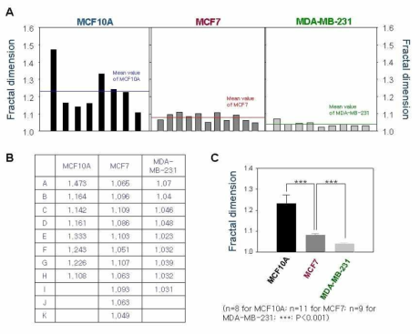 유방암 세포주 간 세포경계 프랙탈 차원의 비교 분석