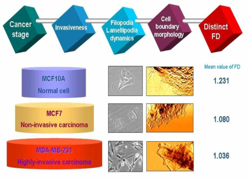 유방암 세포주의 암 진행정도에 따른 세포경계 프랙탈 차원의 차이와 관련 기작의 모델