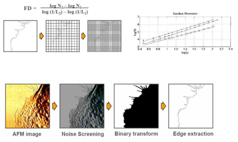 세포 경계면 추출 및 프랙탈 차원 산출 전략 및 전산 프로그램
