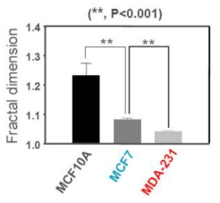 유방암 세포주 프랙탈 차원의 분포