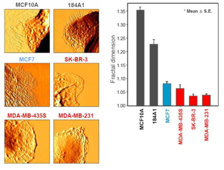 다양한 유방 상피세포주들 고유의 프랙탈 차원 값 (n >15)