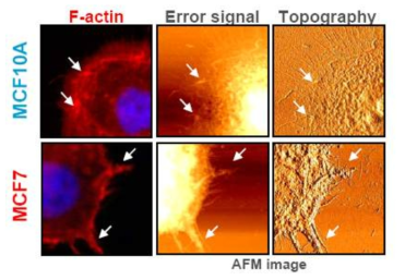 MCF10A 세포에서 외곽경계구조와 엑틴세포골격 형태의 비교