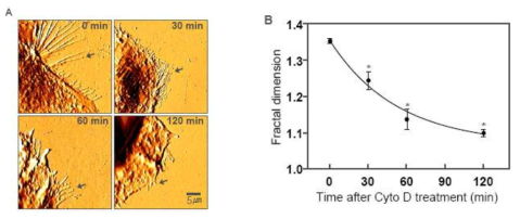 Cytochalasin D 처리 후 세포경계 프랙탈 차원의 변화