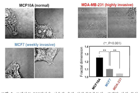 고해상도 DIC영상을 이용한 유방 상피세포주들의 프랙탈 차원 분석