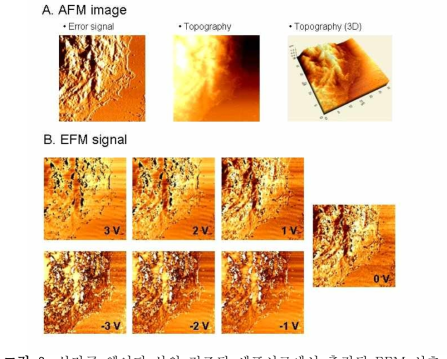 실리콘 웨이퍼 상의 건조된 세포시료에서 측정된 EFM 신호