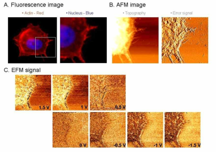 MCF7 세포의 엑틴중합체 분포와 EFM 신호