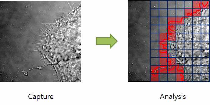 세포 이미지 획득과 분석을 순차적으로 하는 방법