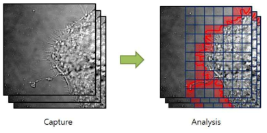 다량의 세포 이미지를 우선 획득하고, 획득된 세포 이미지들을 일괄 분석하는 방법