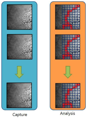 세포 이미지 획득 프로세스와 분석 소프트웨어를 분리하여 다량의 세포 이미지 획득과 분석을 하는 방법