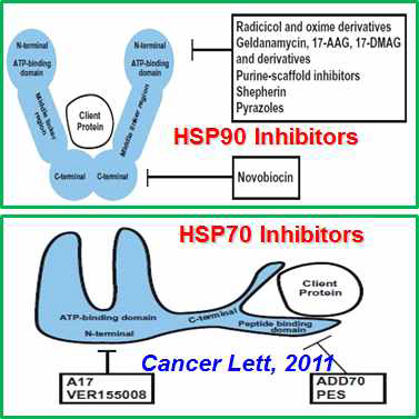HSP90 및 HSP70의 저해제의 분자적 타겟부위
