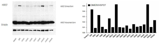 HSP27 단백질을 이용한 비정상 HSP27 dimerization 스크리닝 시스템 구축