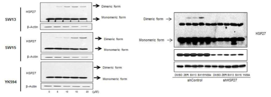NCI-H460 인체폐암세포에서 SW15, SW13 및 YK594에 의한 비정상 HSP27 dimerization.