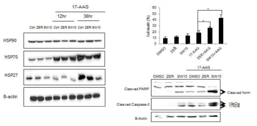 SW15에 병용처리에 의한 17-AAG HSP90 저해제의 암세포 독성증진 효과