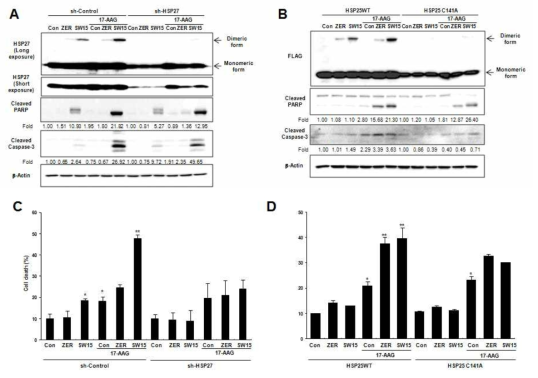 SW15에 병용처리에 의한 17-AAG HSP90 저해제의 암세포 Apoptosis 증진 효과