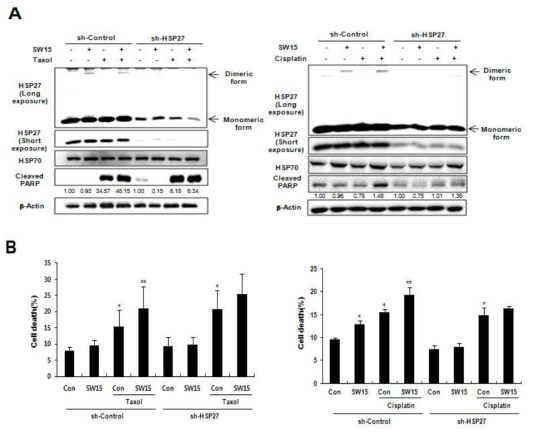 HSP27 knock down세포에서의 SW15에 병용처리에 의한 Cisplatin 또는 Taxol의 암세포 Apoptosis 증진 효과 감소