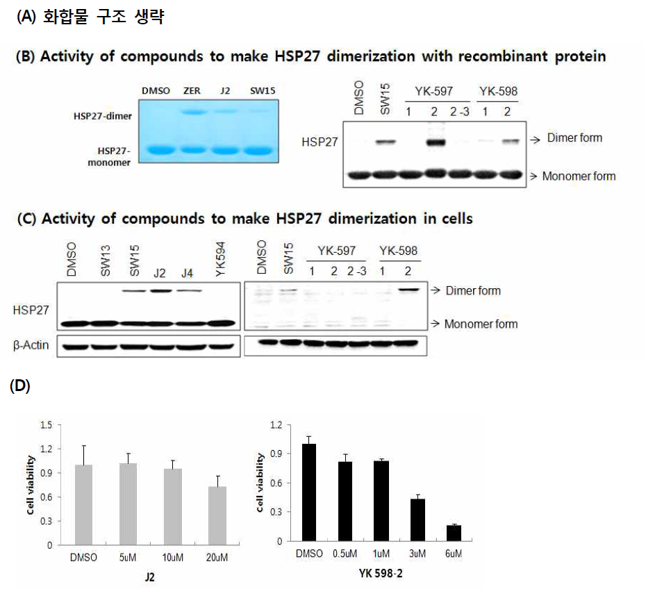 HSP27 단백질을 이용한 비정상 HSP27 dimerization 스크리닝에 의한 HSP27 저해제 J2 발굴