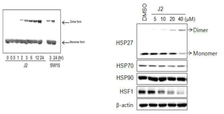 J2의 시간 및 용량의존적 비정상 HSP27 dimerization 생성능
