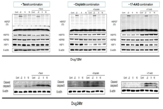 J2, HSP9 또는 HSP16 병용처리에 의한 Cisplatin, Taxol 또는 17-AAG의 암세포 세포사 증진 효과