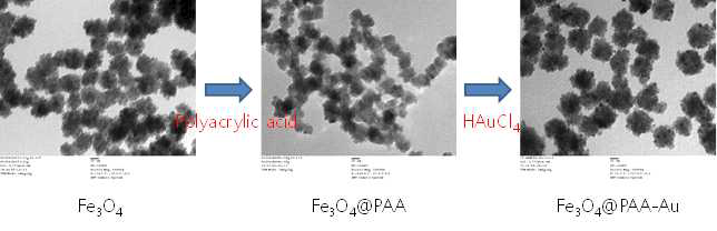 제작 단계별 gold-magnetic nanoparticle TEM 이미지