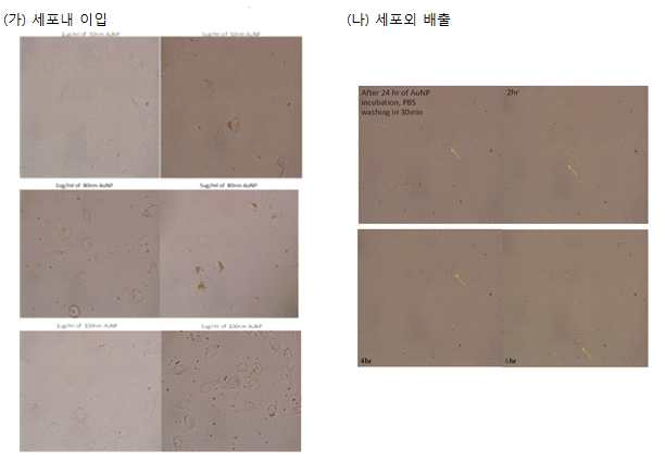 gold-magnetic nanoparticle의 세포내 이입과 세포외 배출