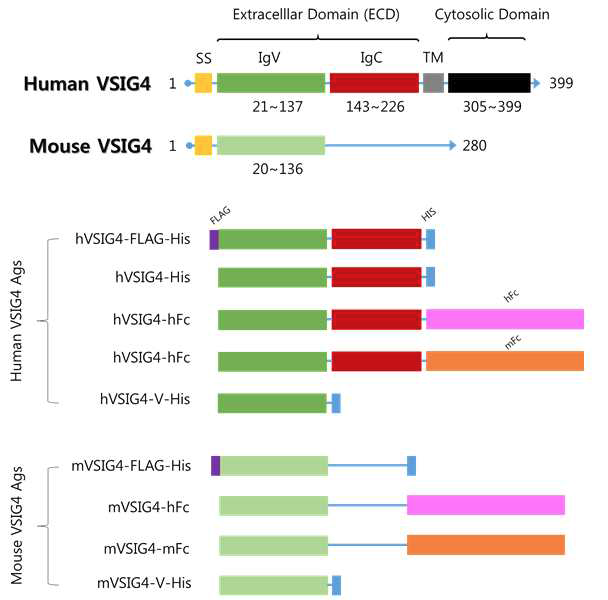 인간항체 스크리닝을 위해 제작된 hVSIG4와 mVSIG4의 다양한 항원 constructs