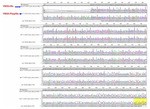 클로닝된 hVSIG4-His와 hVSIG4-FLAG-His의 sequencing 결과